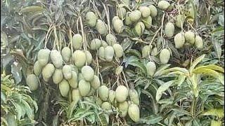 Picking mangoes from tree | mangoes season 