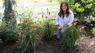 Planting Pyromania 'Hot and Cold' Kniphofia! // Garden Answer