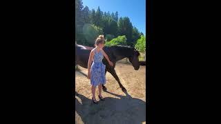 Welcome to Heart of Gold Sanctuary a Horse Rescue, with Dainty Rascal Dancing