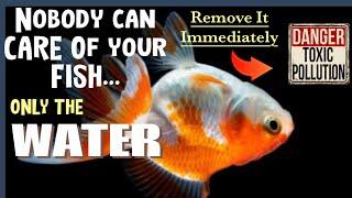 How to Maintain Good Aquarium Water Quality