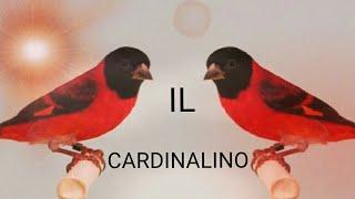 Il cardinallino del venezuela