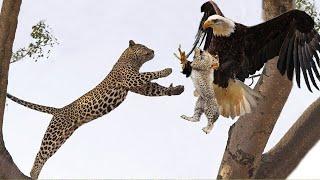 Big Mistake Eagle Provoked Baby Leopard, Mother Leopard Fail To Save Her Baby | 1001 Animals