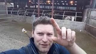 Removing freestall barn walls: the day after (CowSignals® Master David Shardlow)