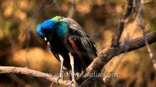 Indian Peafowl (Pavo cristatus) - a resident breeder in South Asia