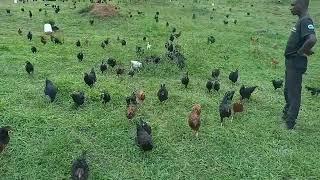 Free range Poultry in Uganda - Zoe Organic Farm (www.zoeorganicfarm.org)