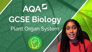 AQA GCSE Biology: Plant Organ System