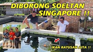 Ratusan Juta ‼ Soeltan Singapura Borong Ikan Mas Koki di Tulungagung - Maya Rizka Goldfish