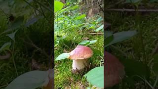 The morning in the Carpathian forest seemed wonderful️ #carpathians #mushrooms #autumn