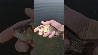 fishing in the river, рыбалка на реке карась