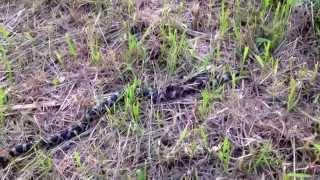 Milk snake (spotted adder) in the fields