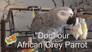 African Grey Parrot "Doc" FYV #africangrey #africangrayparrot