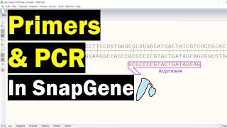 Creating PCR Primers In SnapGene