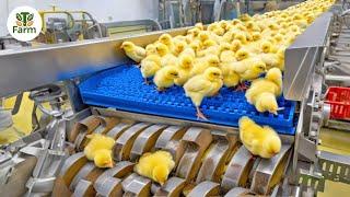 Chicken Egg Incubation Technology - Broiler Raising Method & Process | Processing Factory