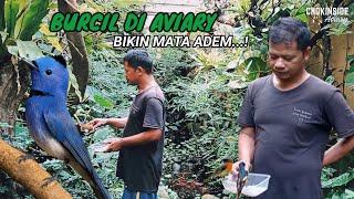 SERUNYA BURUNG KECIL DI AVIARY | Episode 28