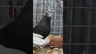 1.04.2025г Обзор Узбекских Голубей 