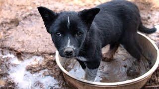 Dogs with no apparent food and water rescued in New Mexico