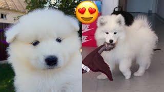 Cute Maya Samoyed Puppy Compilation 