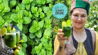 ||  Best Summer Drink ( Mint Lemonade) Mint Health Benefits|| Kinnaur HP||
