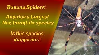 All About Banana Spiders - Golden Weaver Web - 6 foot webs - Will they bite #spider #bananaspider