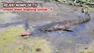 Asli Ganas ..!!Mancing Casting Ikan Gabus di Sungai Dangkal Gak Nyangka Dapat Sebesar ini