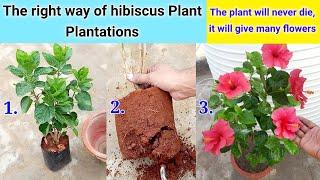 Right Way Of Hibiscus Repotting / No Buds Drop / No Yellowing Leaf / How to Root Hibiscus Plant