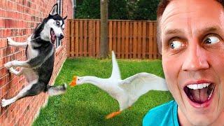 Funniest Husky Videos   Funny And Cute Dog Videos Compilation of Huskies Screaming