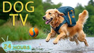 DOG TV: Video Entertain & Prevent Boredom for Dogs When Home Alone - Anti-Anxiety Music for Dogs