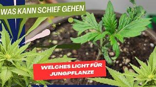 Worauf man bei Jungpflanzen achten muss, was kann schief gehen, welches Licht.