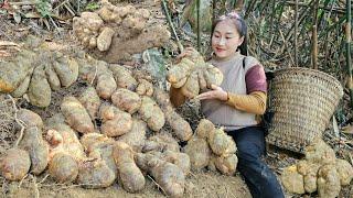 Harvest strange tubers in the forest to sell - Meet and help 65-year-old farmer develop agriculture