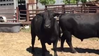 Angus Bull 102, 101, 99