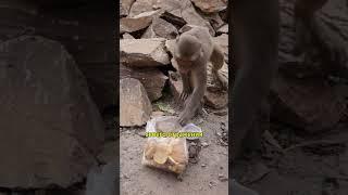 Загадочные макаки: Сокровища природы #animals #животные #природа#facts #интересныефакты #shorts
