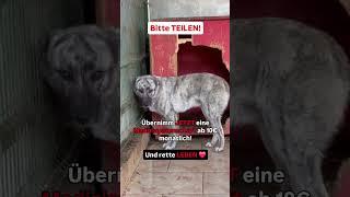  DRINGEND: Hunde in der Tötungsstation brauchen DEINE Hilfe!  ‼️JETZT teilen & Leben retten‼️