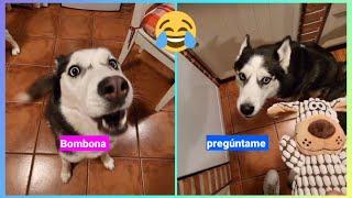 These HUSKIES TALK  and have conversations with their owner! The MOST VIRAL of Max and Bombón!