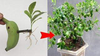 Latest technique of propagating lemon trees with bananas, producing fruit quickly