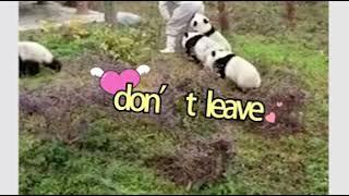 panda3