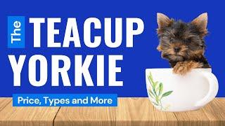 Teacup Yorkies  - Price, Care, and Where to Buy