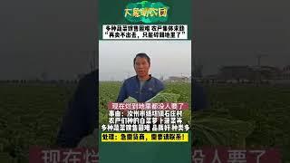 河南：菜都烂地里了！