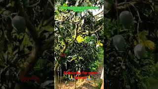 Mango Harvesting #trending #new #yt #viral #gyaniboy #fact