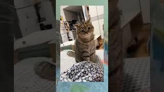 Kucing gemuk kucing terlucu #kucinglucu #shorts #ytshorts