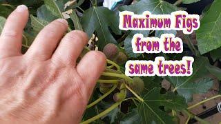 Top 10 Tips for your fig tree