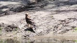 red shoulder hawk bathing