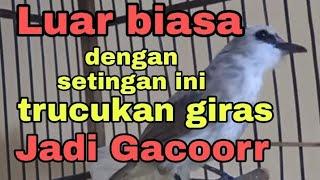 perawatan trucukan giras agar cepat gacor