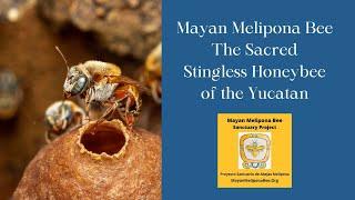 Mayan Melipona Bee The Sacred Stingless Honeybee of the Yucatan