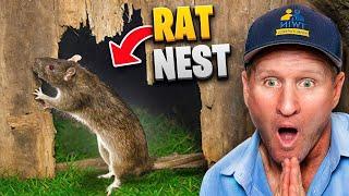 We Solved Two NASTY RAT INFESTATIONS