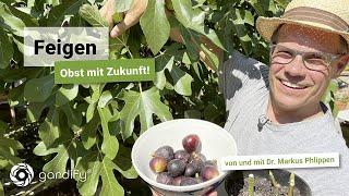 Feigen – Obst mit Zukunft | Feigenbaum kultivieren, Feigen trocknen, Rezepte | gardify Tipps