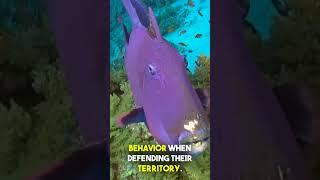 Triggerfish  The Amazing Sea Creature #shorts #viral