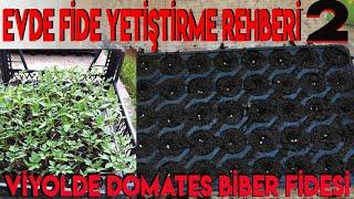 Evde Fide Yetiştirme Rehberi #2 ( Viyollerde Tüplü Domates Biber fidesi Yetiştirme)