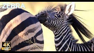 Zebras in the bush #4k #african animals