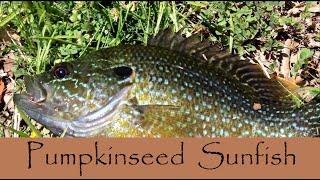 Lure Fishing for Pumpkinseed Sunfish