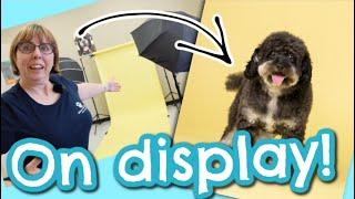 DOG Photography at the Groomer for Display Marketing